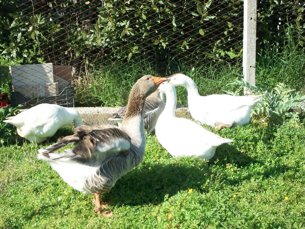 Agriturismo Primerio Hermada Zewnętrze zdjęcie
